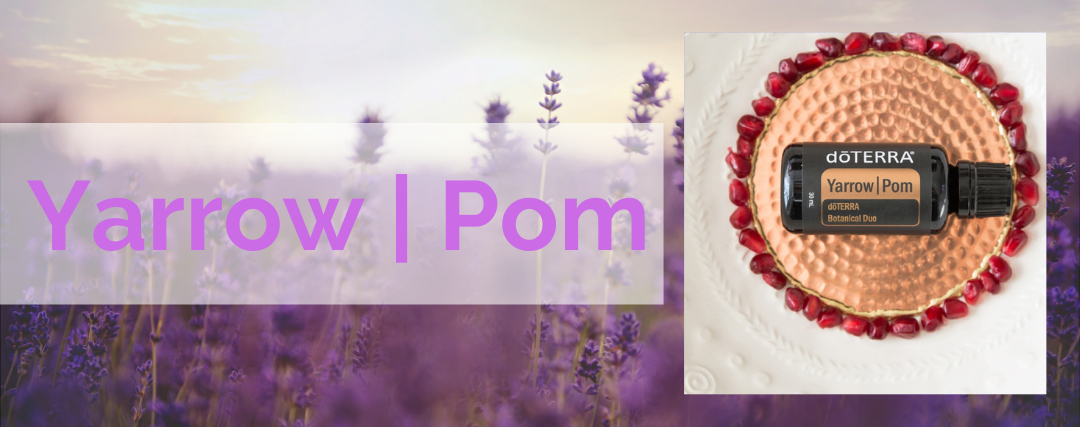Yarrow | Pom Oil Usos e Benefícios | EVOessencia