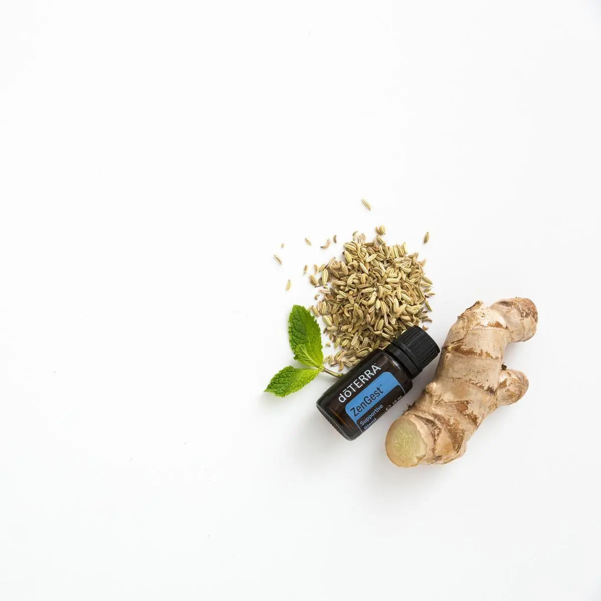 ZenGest doTERRA 15ml — com gengibre e funcho, óleo essencial digestivo puro CPTG, aromaterapia