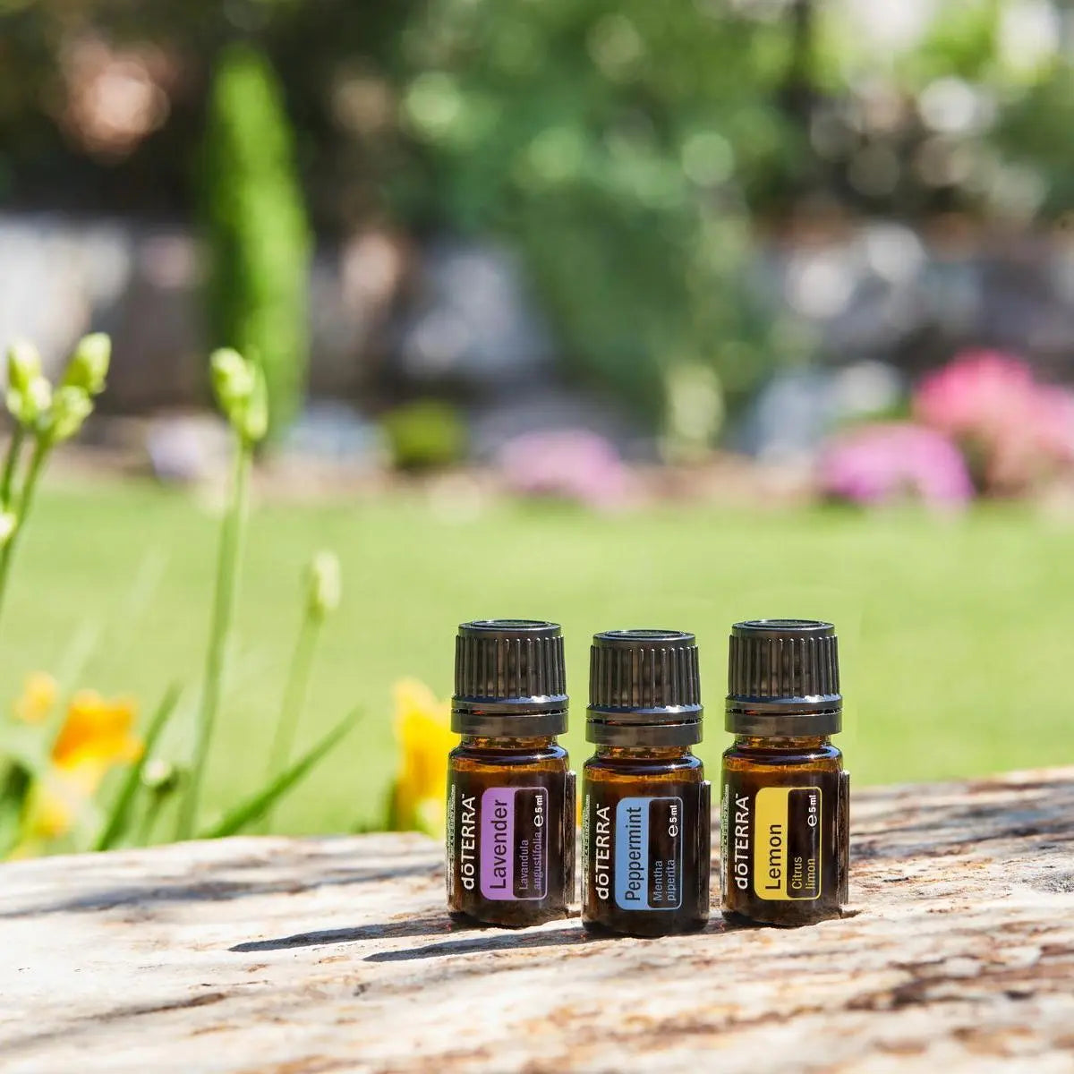 Kit Introdutório doTERRA — óleos essenciais em cena exterior com luz natural, aromaterapia CPTG