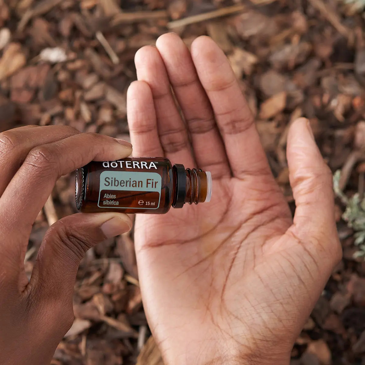 Óleo Essencial Abeto Siberiano doTERRA 15ml — frasco CPTG puro junto a casca de árvore, aromaterapia natural