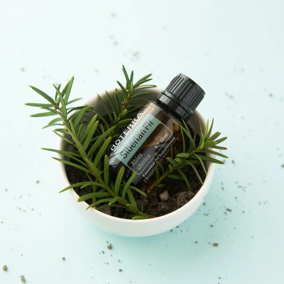 Óleo Essencial Abeto Siberiano doTERRA 15ml — frasco junto a planta de abeto em vaso branco, doTERRA Portugal