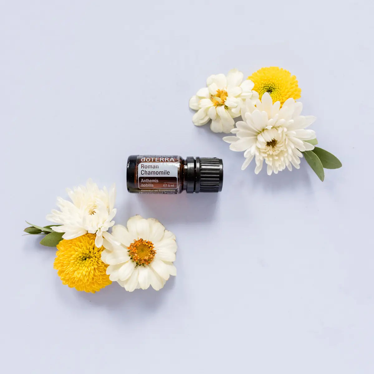 Óleo Essencial Camomila Romana doTERRA 5ml — flores brancas e amarelas de crisântemos com fundo lilás, CPTG puro