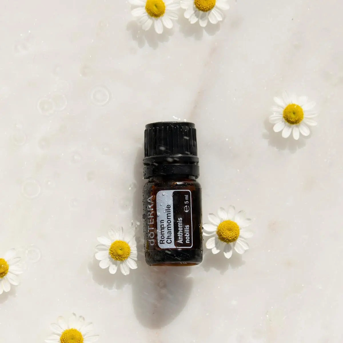 Óleo Essencial Camomila Romana doTERRA 5ml — flores de camomila em superfície húmida, vista zenital, óleo essencial puro
