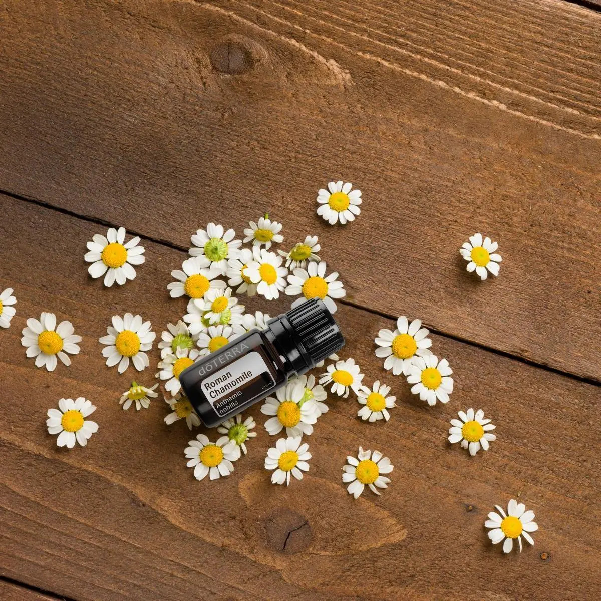 Óleo Essencial Camomila Romana doTERRA 5ml — flores de camomila em tábua de madeira, vista zenital, aromaterapia CPTG