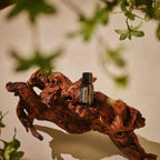 Óleo Essencial Copaíba doTERRA 15ml — raiz de madeira tropical com folhas verdes, óleo essencial puro CPTG