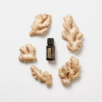 Óleo Essencial Gengibre doTERRA 15ml — bocados de raiz de gengibre fundo branco zenital, CPTG puro