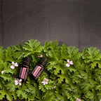 Óleo Essencial Gerânio doTERRA 15ml — folhas e flores rosas em fundo ardósia flat lay, óleo floral puro