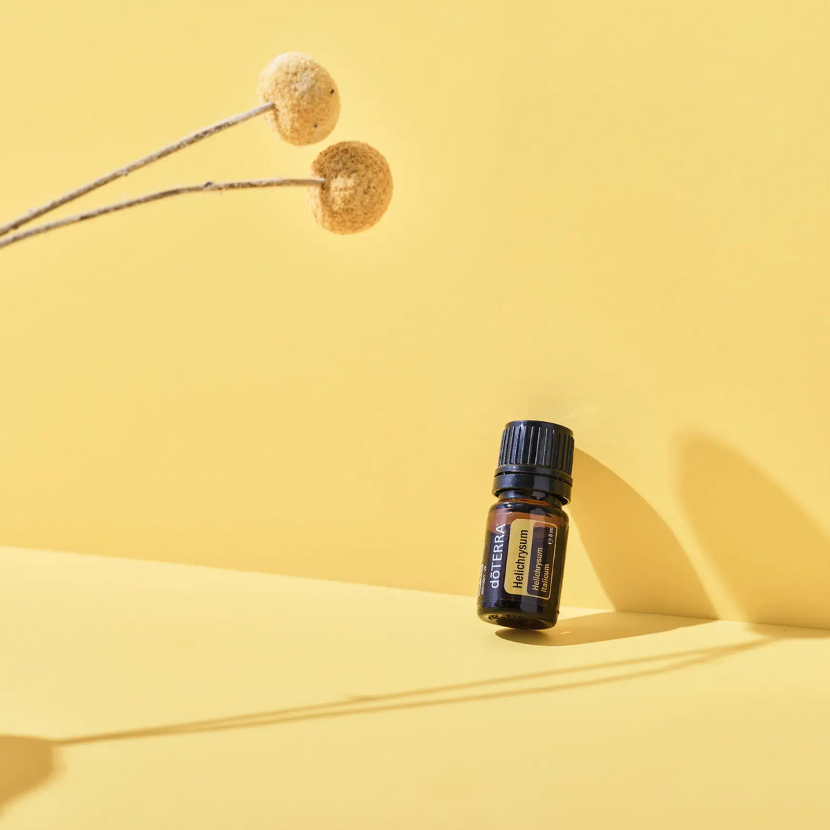 Óleo Essencial Helicriso doTERRA 5ml — sobre superfície amarela com flores esféricas, CPTG certificado