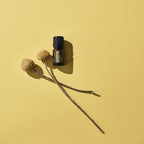 Óleo Essencial Helicriso doTERRA 5ml — talos e flores secas em fundo amarelo, óleo regenerador puro