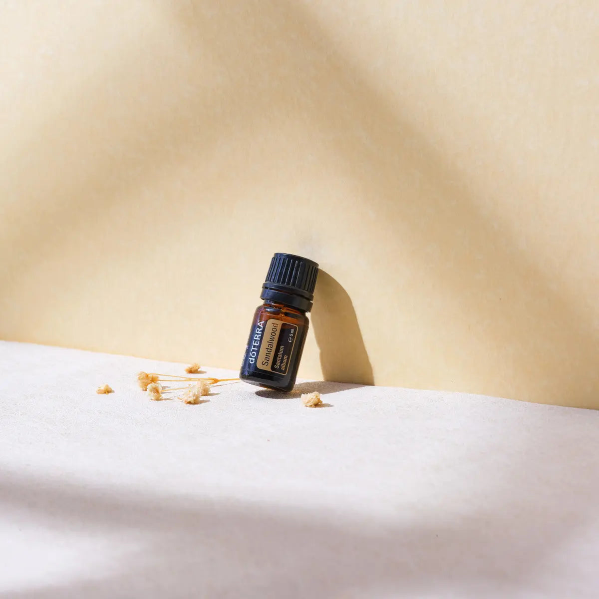 Óleo Essencial Sândalo Indiano doTERRA 5ml — flores secas amarelas em fundo bege com sombras de luz, aromaterapia, óleo essencial puro CPTG