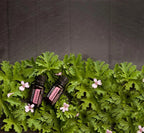 Óleo Essencial de Gerânio doTERRA 15ml — dois frascos com folhas e flores rosas em ardósia vista zenital, aromaterapia, óleo essencial puro CPTG