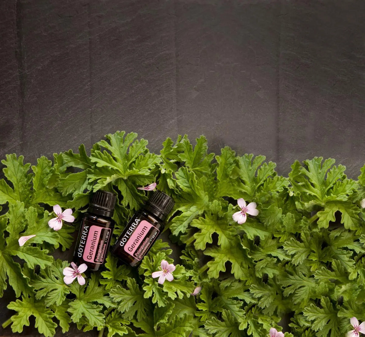 Óleo Essencial de Gerânio doTERRA 15ml — dois frascos com folhas e flores rosas em ardósia vista zenital, aromaterapia, óleo essencial puro CPTG