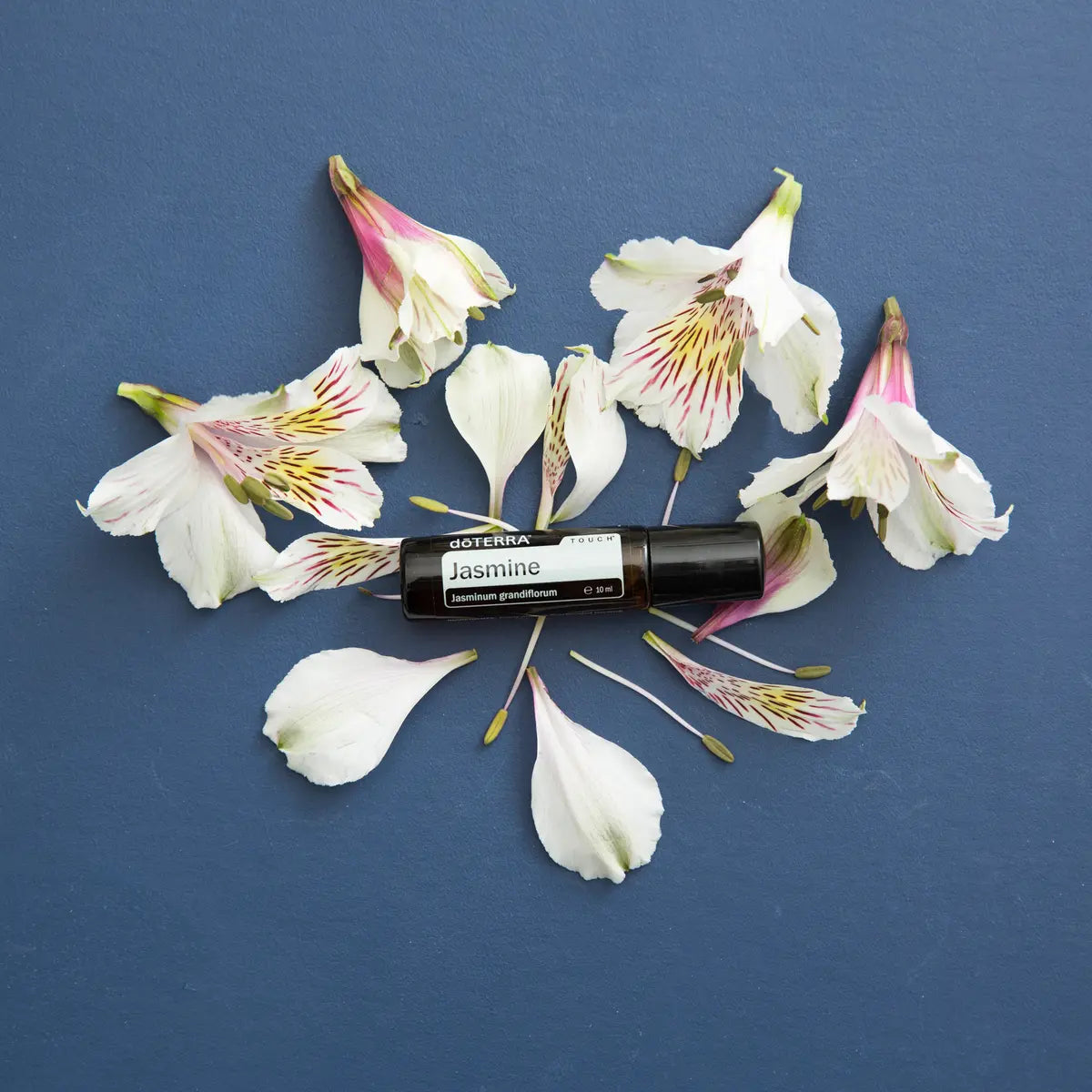 Roll-On Jasmim Touch doTERRA 10ml — pétalas de alstroeméria fundo azul marinho vista de cima, óleo essencial jasmim
