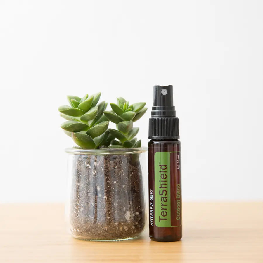 TerraShield doTERRA Spray 30ml — suculenta em vaso de cristal em mesa de madeira, fundo branco, óleo essencial CPTG