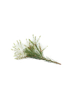 Conpre a melaleuca roll-on na EVOdaTERRA